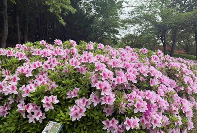 あつぎつつじの丘公園のツツジの写真