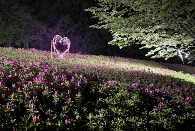 あつぎつつじの丘公園のツツジ・ライトアップの写真