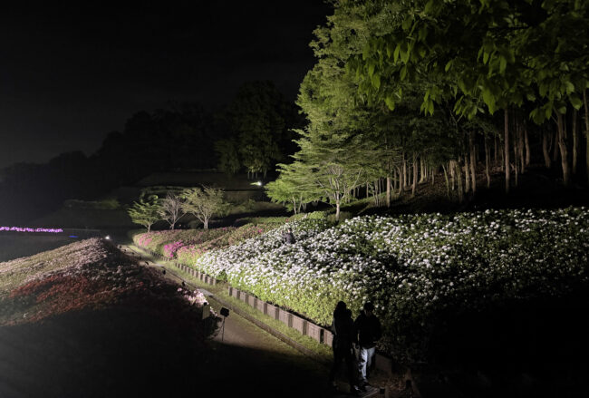 あつぎつつじの丘公園のツツジ・ライトアップの写真
