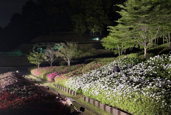 あつぎつつじの丘公園のツツジ・ライトアップの写真