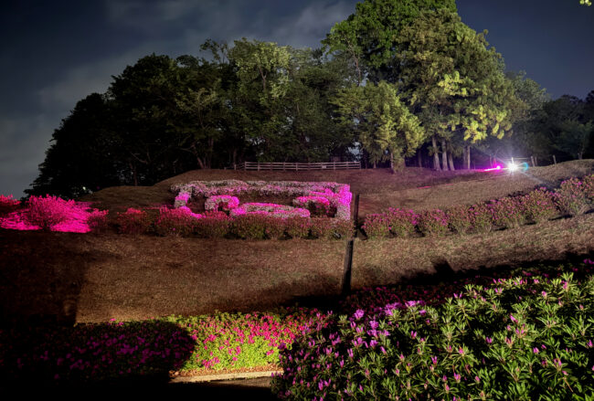 あつぎつつじの丘公園のツツジ・ライトアップの写真