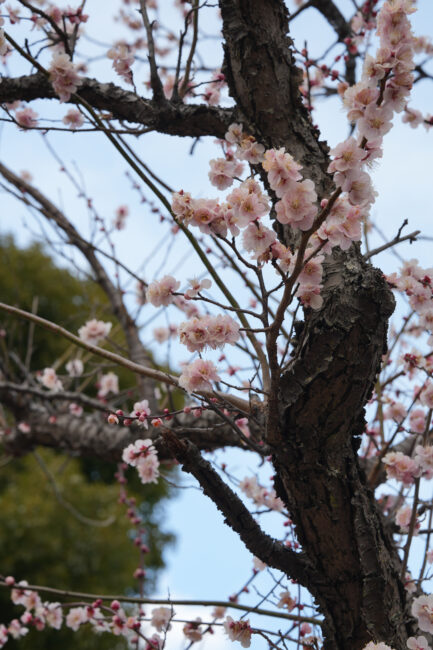 若宮公園のウメの写真