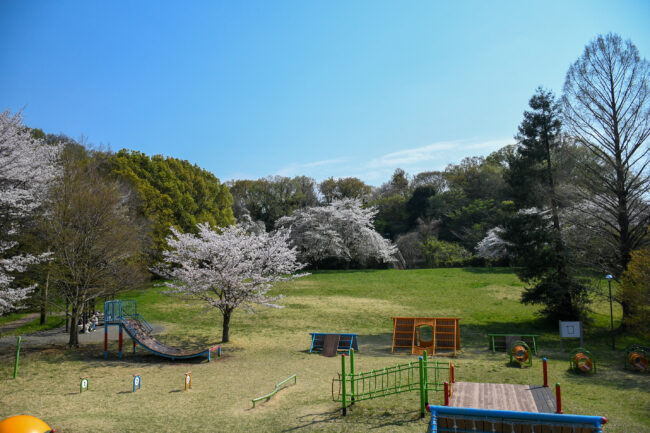 岩田山公園の桜の写真