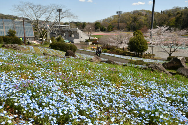 荻野運動公園のネモフィラの写真