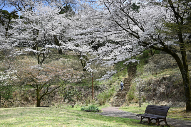 七沢森林公園のサクラの写真