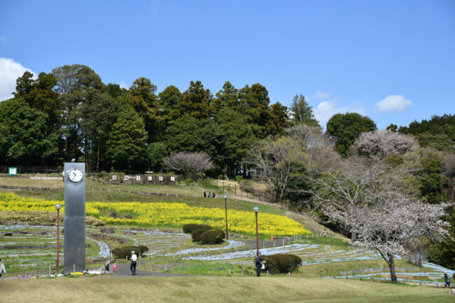 荻野運動公園の菜の花の写真