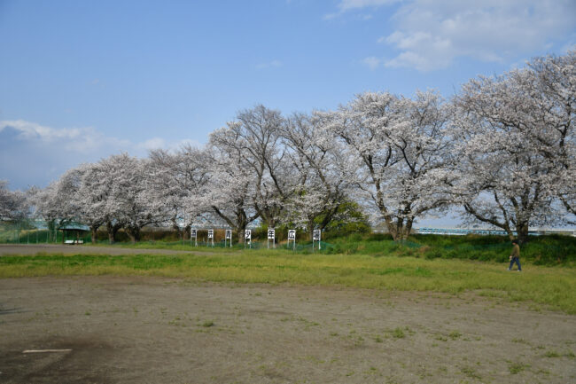 酒井青少年広場のサクラの写真