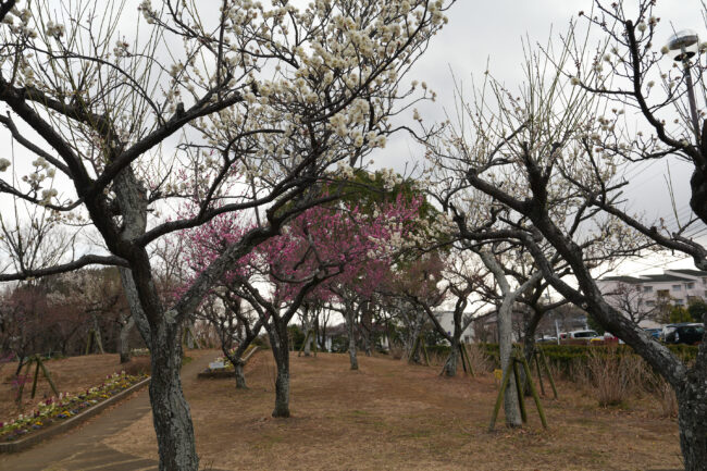 若宮公園のウメの写真