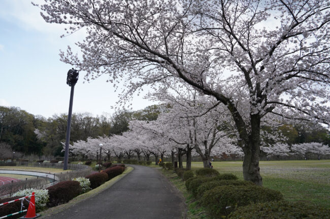荻野運動公園のサクラの写真