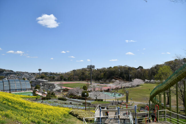 荻野運動公園の菜の花、ネモフィラ、サクラの写真