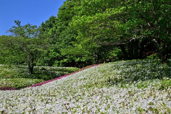 あつぎつつじの丘公園のツツジの写真