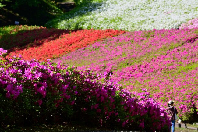 あつぎつつじの丘公園のツツジの写真