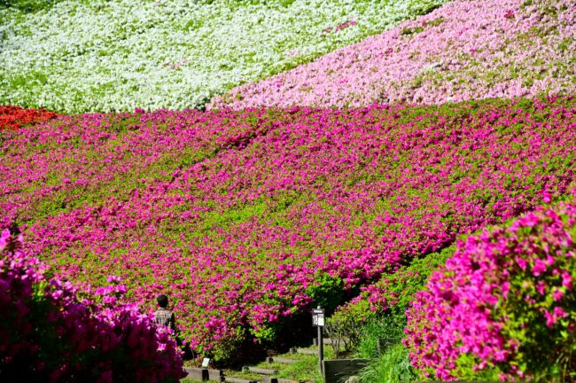 あつぎつつじの丘公園のツツジの写真