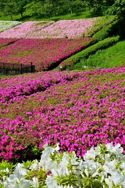 あつぎつつじの丘公園のツツジの写真