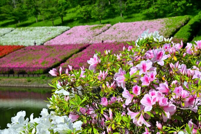 あつぎつつじの丘公園のツツジの写真