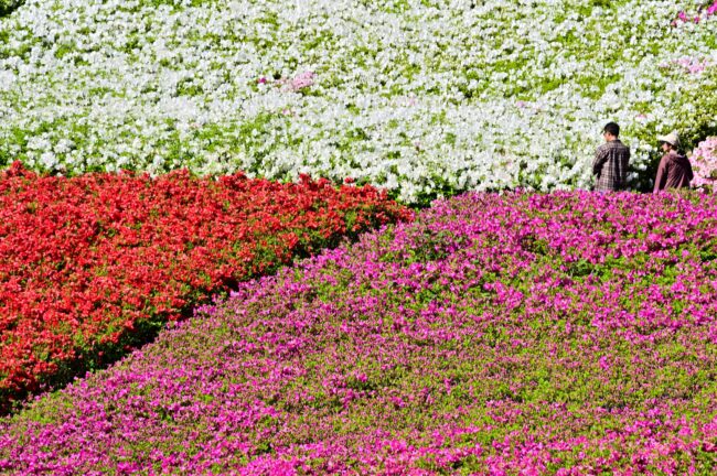 あつぎつつじの丘公園のツツジの写真