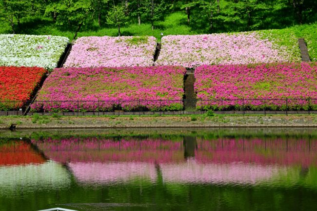 あつぎつつじの丘公園のツツジの写真