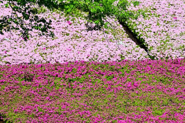 あつぎつつじの丘公園のツツジの写真