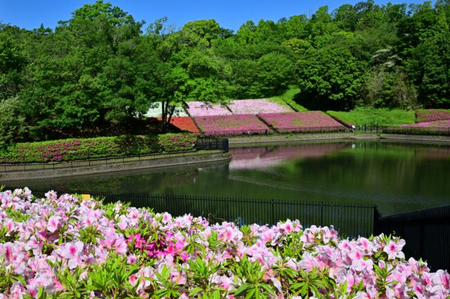あつぎつつじの丘公園のツツジの写真