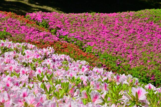あつぎつつじの丘公園のツツジの写真