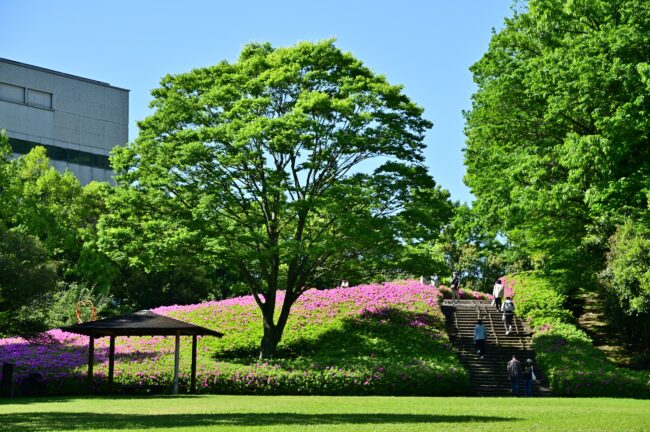 あつぎつつじの丘公園のツツジの写真
