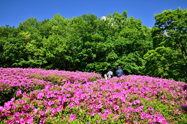 あつぎつつじの丘公園のツツジの写真