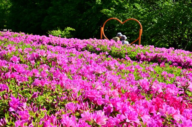 あつぎつつじの丘公園のツツジの写真