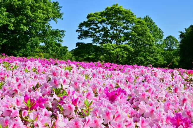 あつぎつつじの丘公園のツツジの写真