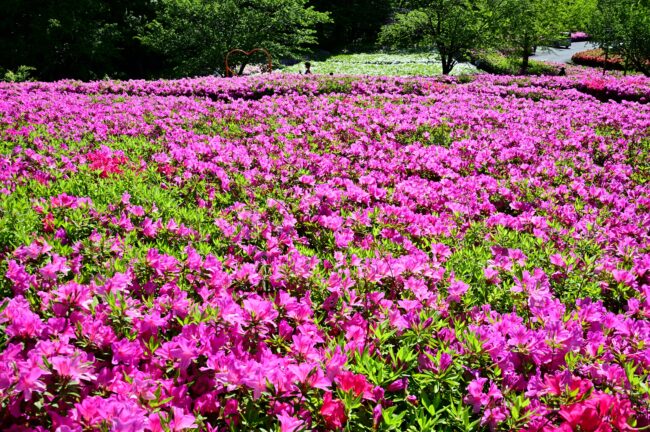 あつぎつつじの丘公園のツツジの写真