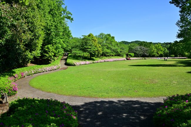 あつぎつつじの丘公園のツツジの写真