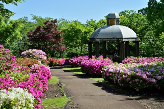あつぎつつじの丘公園のツツジの写真