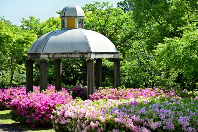 あつぎつつじの丘公園のツツジの写真