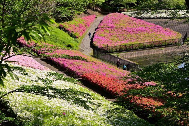 あつぎつつじの丘公園のツツジの写真