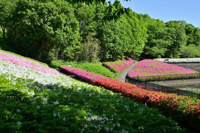 あつぎつつじの丘公園のツツジの写真