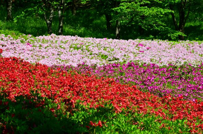 あつぎつつじの丘公園のツツジの写真