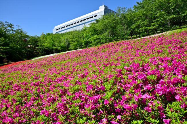あつぎつつじの丘公園のツツジの写真