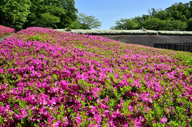 あつぎつつじの丘公園のツツジの写真