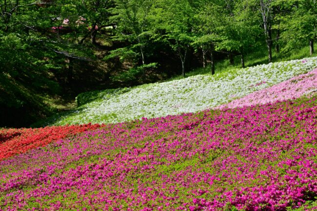 あつぎつつじの丘公園のツツジの写真