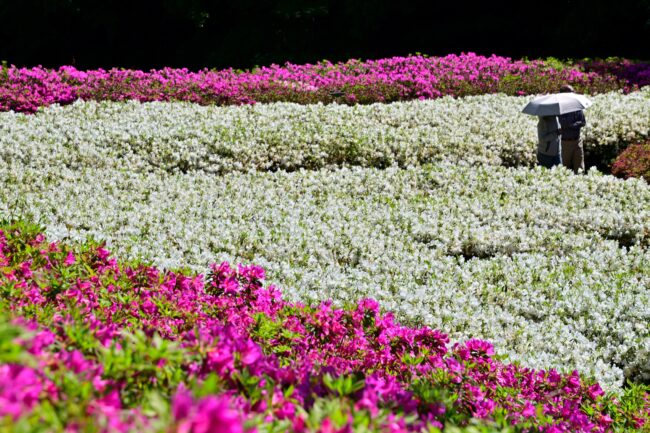 あつぎつつじの丘公園のツツジの写真