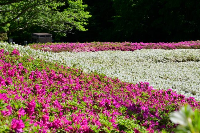 あつぎつつじの丘公園のツツジの写真