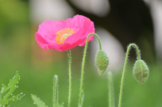 飯山花の里のポピーの写真