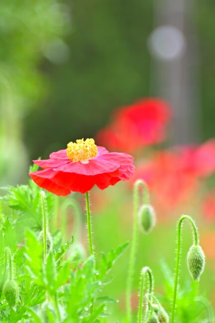 飯山花の里のポピーの写真