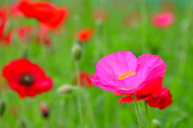 飯山花の里のポピーの写真