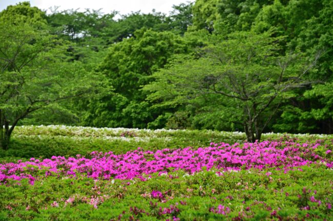 あつぎつつじの丘公園のツツジの写真