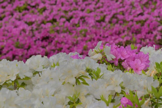 あつぎつつじの丘公園のツツジの写真