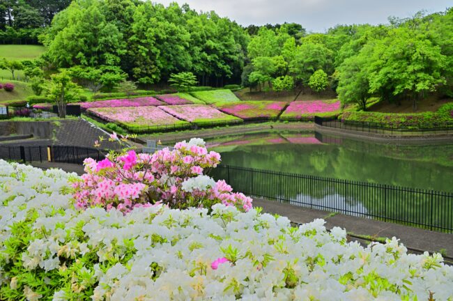 あつぎつつじの丘公園のツツジの写真