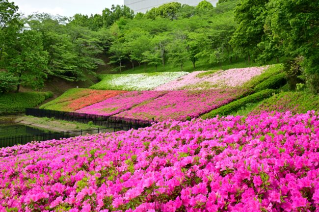 あつぎつつじの丘公園のツツジの写真