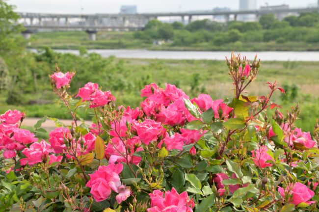 相模川ローズガーデンのバラの写真