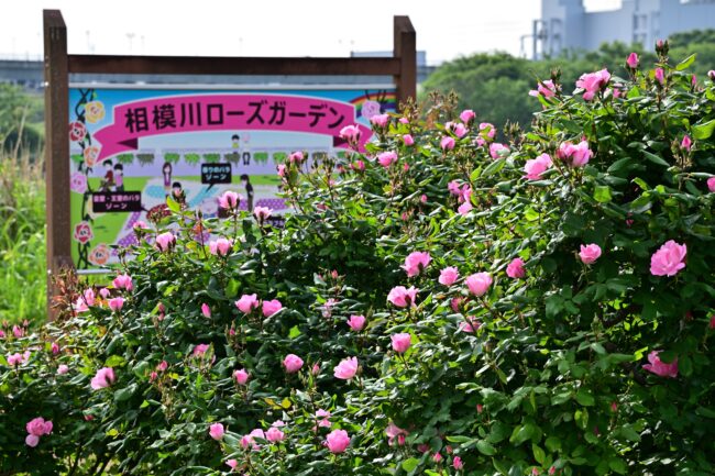 相模川ローズガーデンのバラの写真