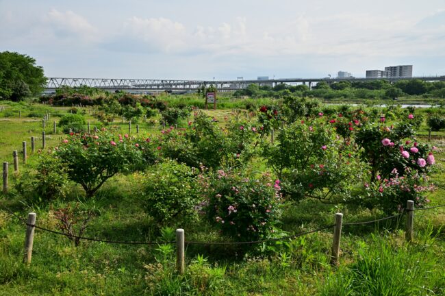 相模川ローズガーデンのバラの写真